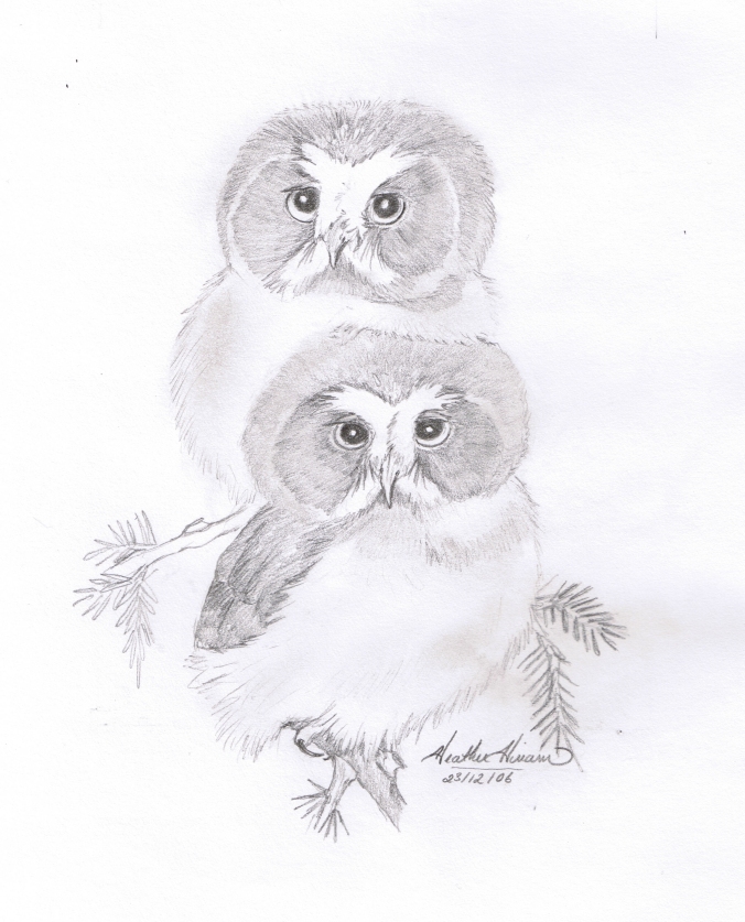 Juvenile Saw-whet Owl sketch by Heather Hinam