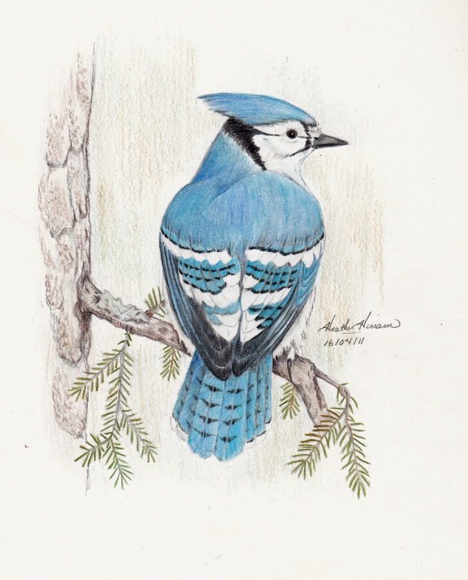 Blue Jay - coloured pencil by Heather Hinam