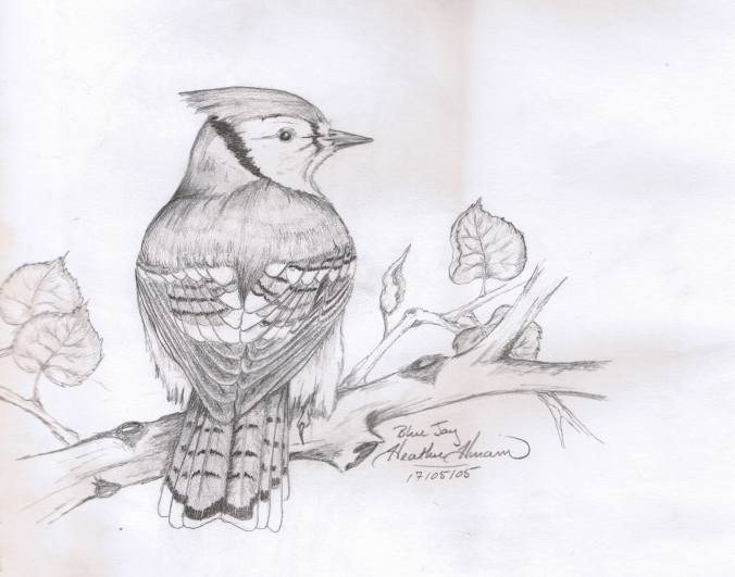 Blue Jay Pencil sketch by Heather Hinam