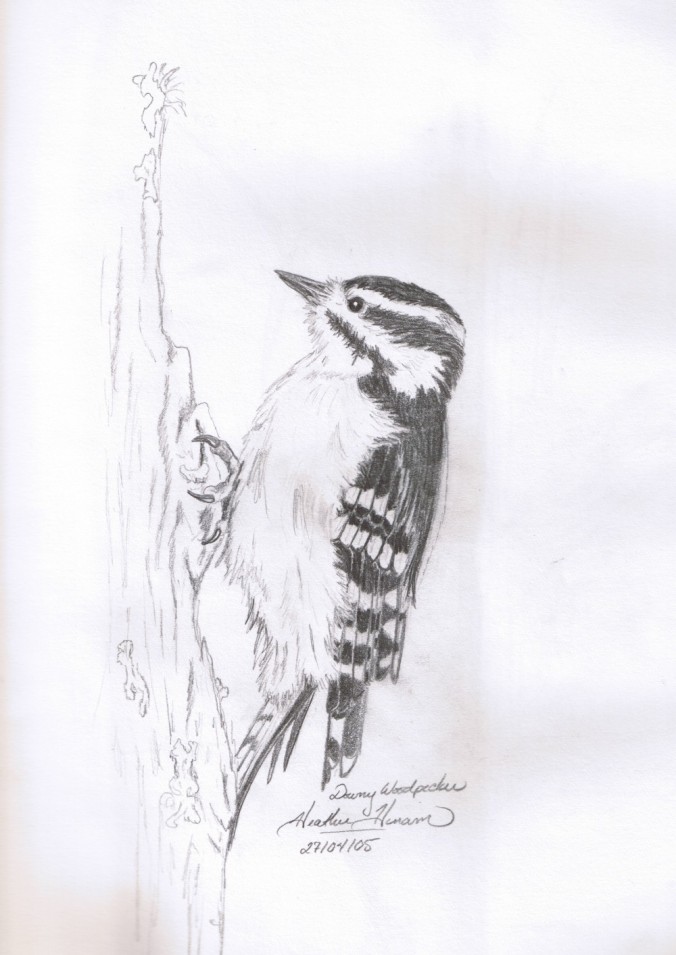 Downy Woodpecker Sketch