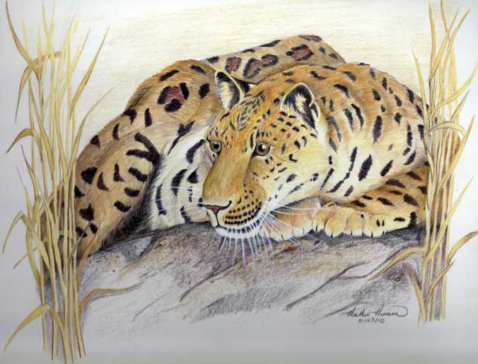 Leopard - coloured pencil, by Heather Hinam