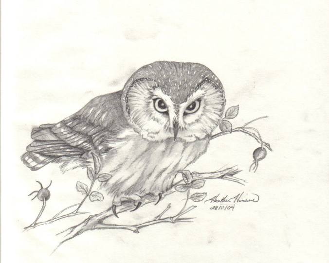 Northern Saw-whet Owl Sketch by Heather Hinam