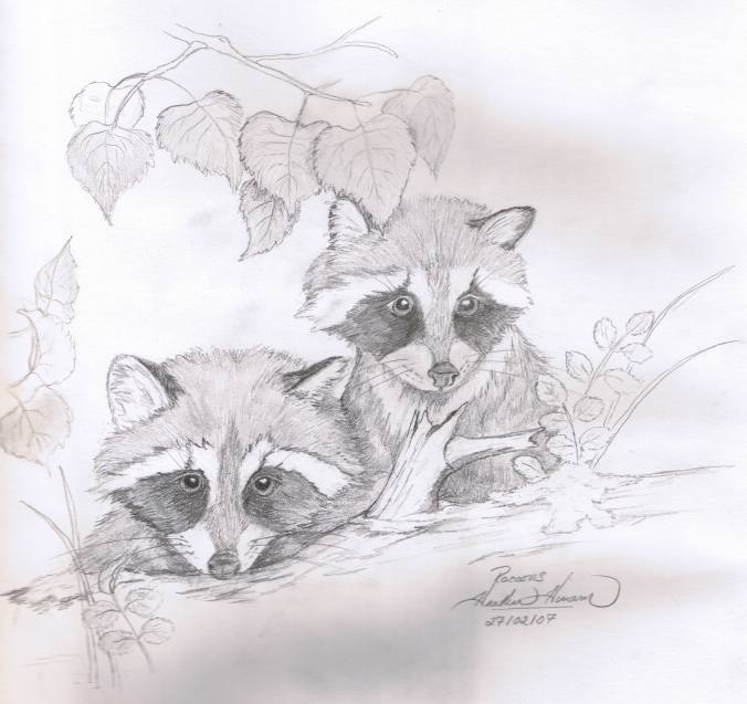 Young Raccoons, pencil sketch by Heather Hinam