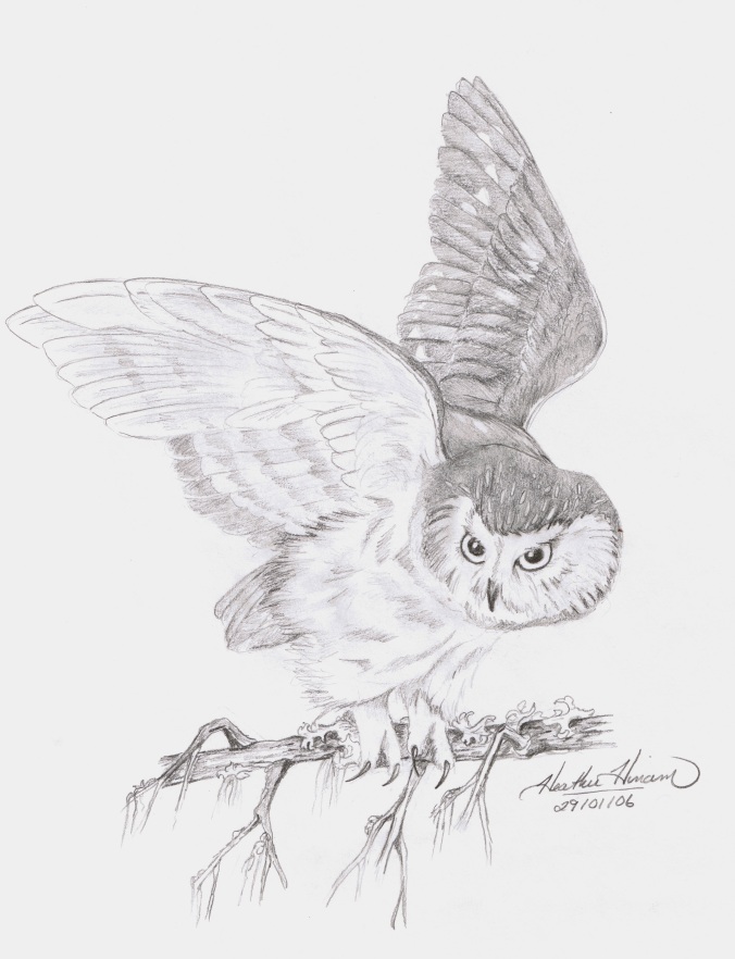 Northern Saw-whet Owl in Spruce tree sketch by Heather Hinam