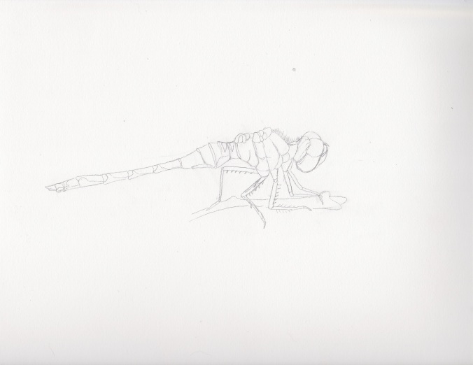 White faced meadowhawk sketch