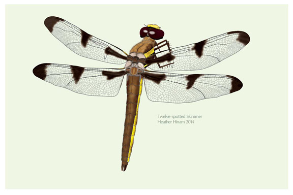 Twelve-spotted Skimmer by Heather Hinam
